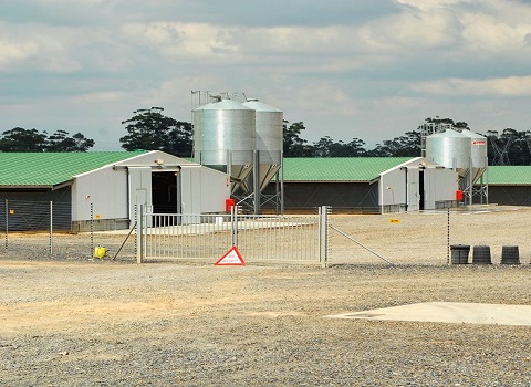 steel structure chicken house