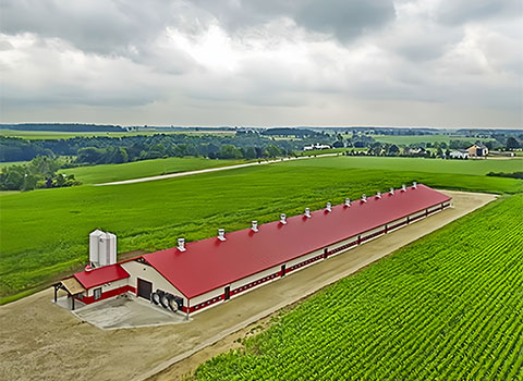 steel chicken farm building