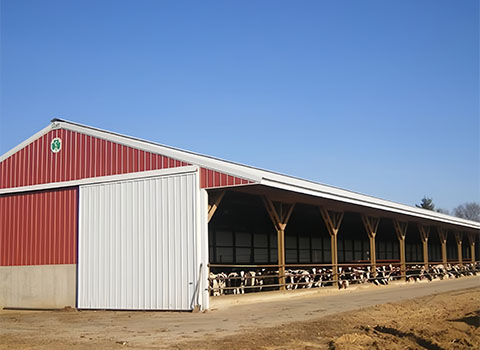 steel cow farm